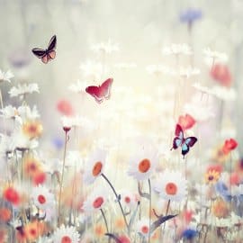 Natural flowers and butterflies
