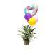 Green and white plant in a ceramic pot with 3 multicolor balloons and one hearth shaped balloon
