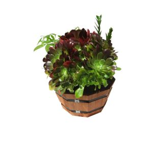 Multiple green plants in an octagon pot