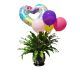 Green plant in a ceramic pot with 4 multicolor balloons and one hearth shaped balloon