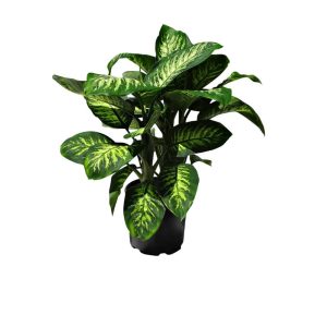 Green plant in a plastic pot