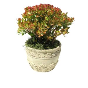 Green and red plant in a white ceramic pot