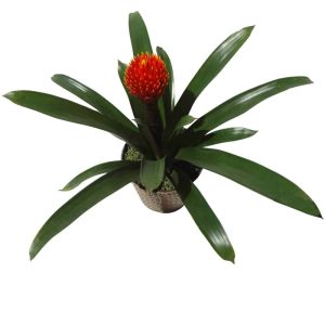 Green plant with exotic red flower in a brown pot
