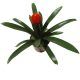 Green plant with exotic red flower in a brown pot