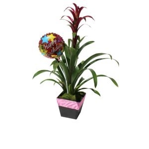Green plant in a black wood pot with a red flower and a balloon of Happy Birthday