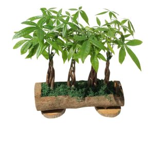 4 green plants inside a pot log