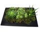 Variety of Green plants in a black rectangular wood pot