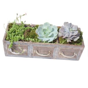 3 green plants in a rectangular wood pot