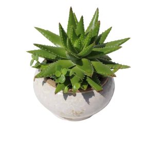Cactus in a white ceramic pot