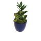 Green plant in a blue ceramic pot