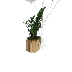 Green plant in a wood pot with 2 white and 2 blue balloons and a cup cake balloon with the words Happy Birthday