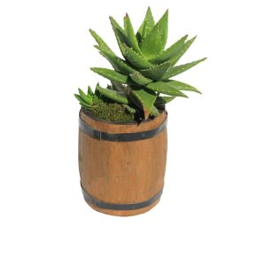 Green plant in a pot cactus