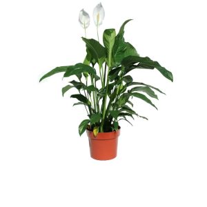 Green plant in a pot with white flowers