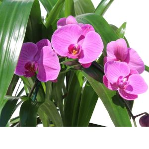 pink orchids with green plants