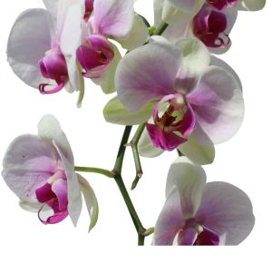 2 white with pink orchids in a plastic pot
