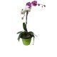 1 pink and 1 white orchids in a pot