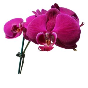 1 pink orchids in a wood black pot