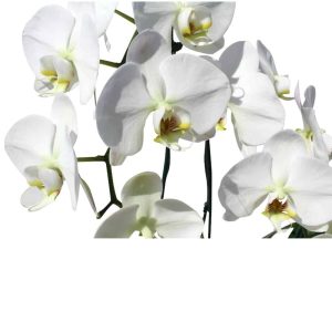 3 white orchids in a wood black pot