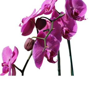 3 pink orchids in a wood black pot