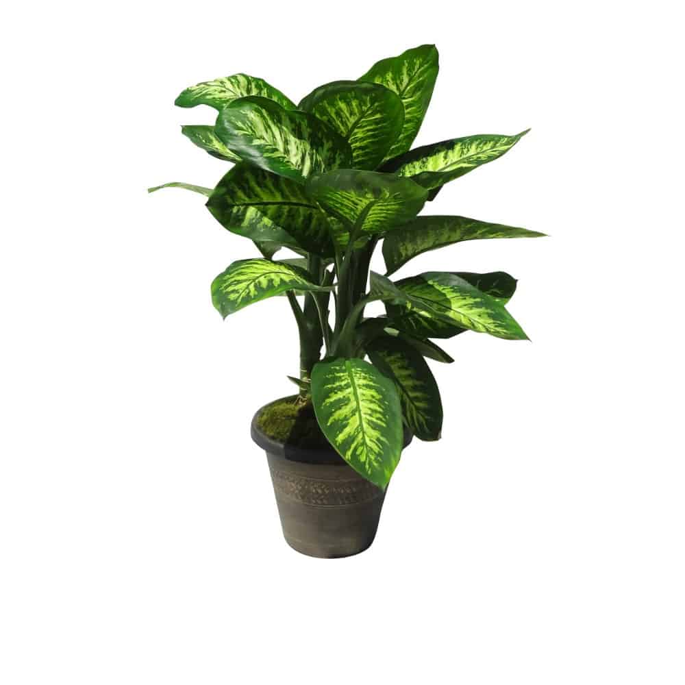 Green plant in a ceramic pot