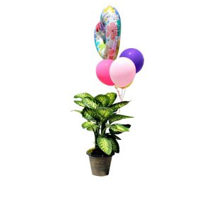 Green plant in a ceramic pot with 4 multicolor balloons and one hearth shaped balloon