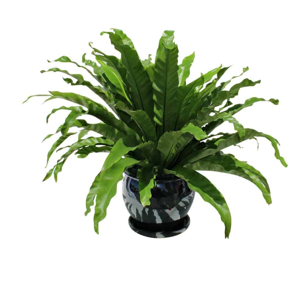 Green plant in a ceramic pot