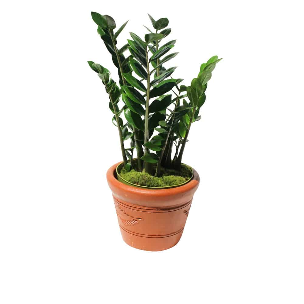 Green plant IN ORANGE pot