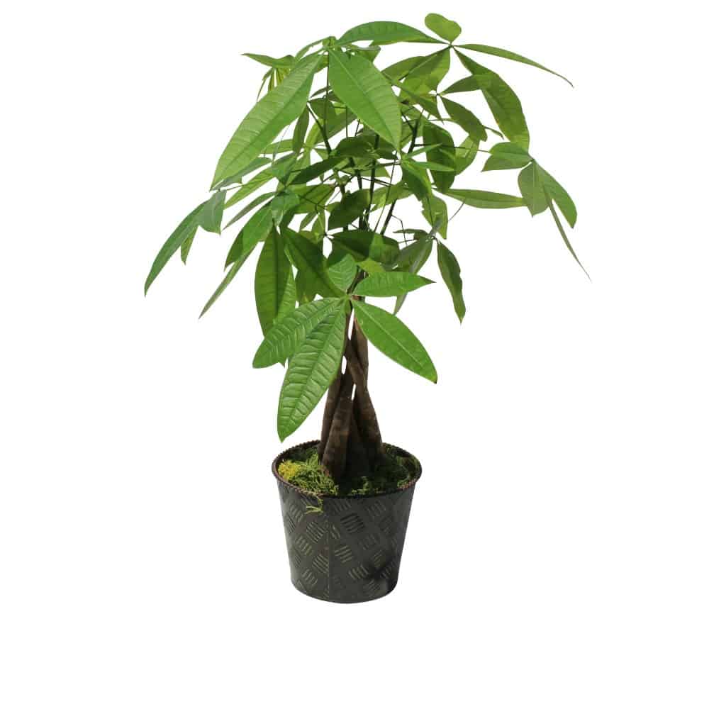 Green plant in green pot