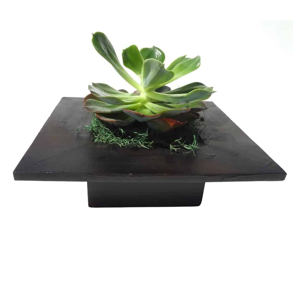 Green plant in a black wood pot