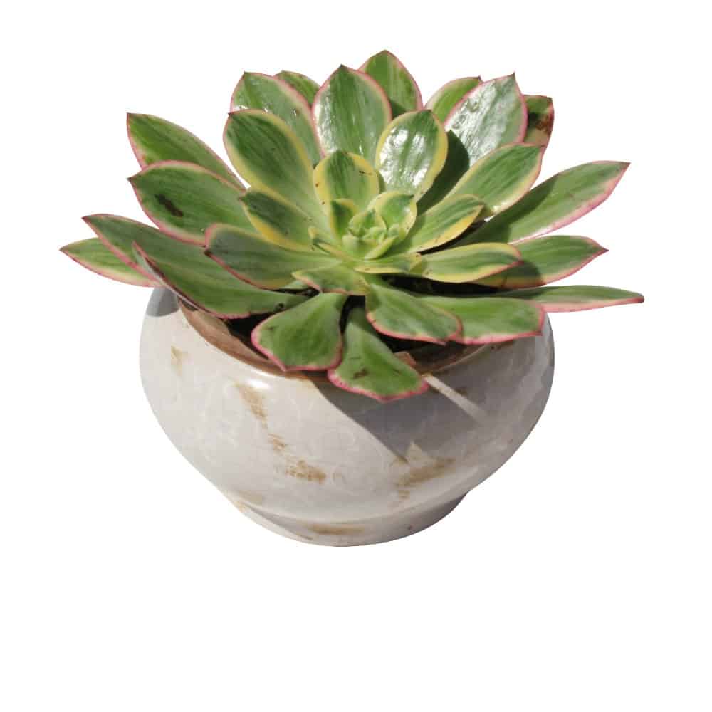 Green plant in a white ceramic pot