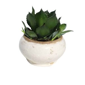 Green plant in a ceramic pot cactus