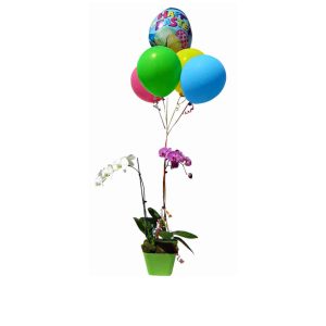 white and pink orchids in a green pot with 5 balloons