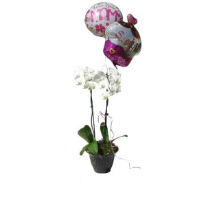 2 whites orchids in a pot with 2 balloons