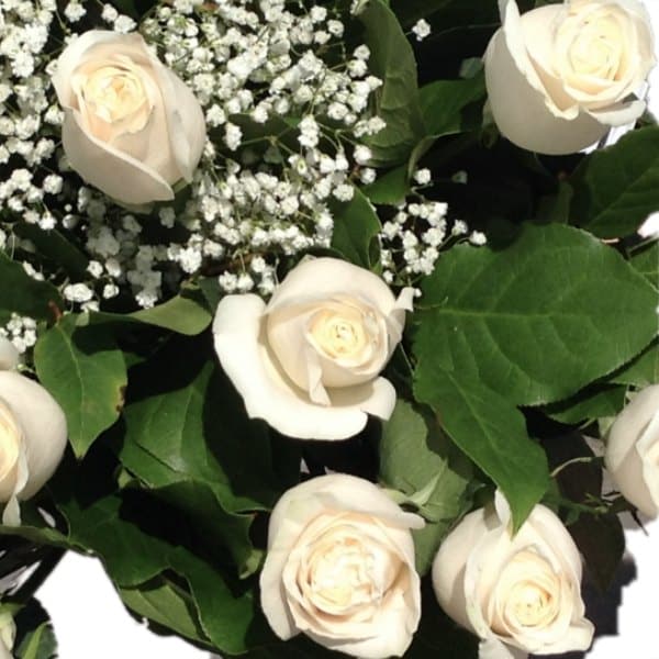 white roses gallery