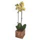 Yellow orchids in a square wood base