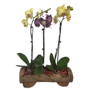 Yellow , purple orchids in a wood base
