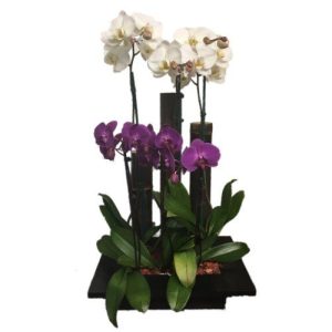 White and purple orchis in a wood base with bamboo