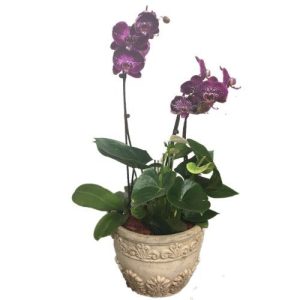 Purple orchids in a base
